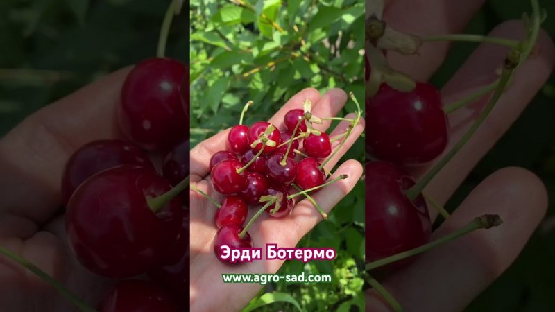 Супер вкусная вишня - Эрди Ботермо - Кубань - Агро Сад - Ковальчук