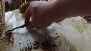 Зеленушки  как избавится от песка