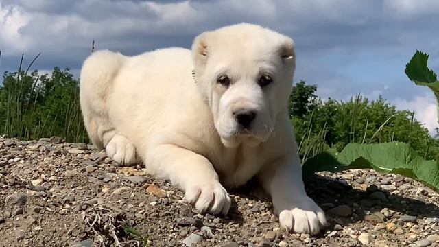 Из Древнего Рода :Белая девочка сао 1,5 месяца смотреть онлайн