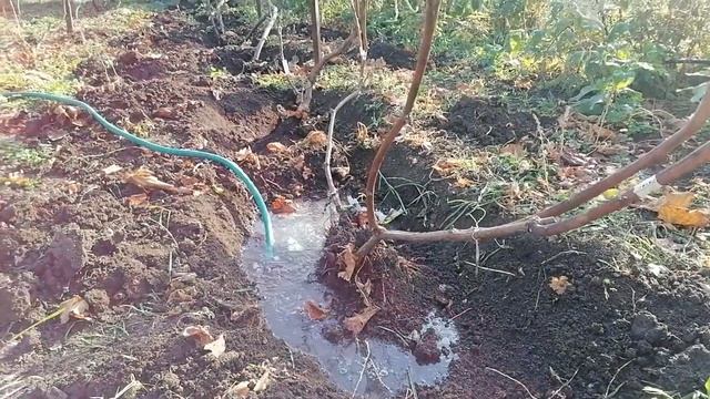 Зачем поливать виноград в ноябре? смотреть онлайн