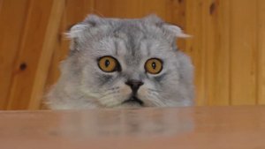 ТОП товаров для КОТА и ЩЕНКА! Ариела ранила Сладуна!!!