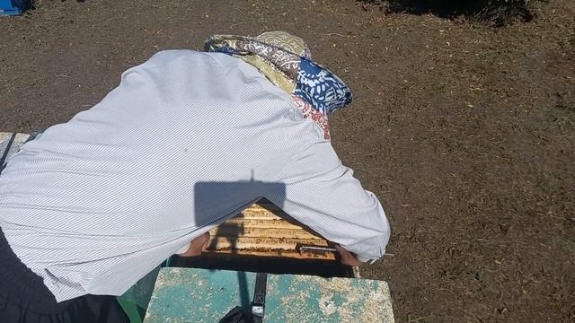 Осеннее сокращение гнезд, закормка пчелы на зиму, замена маток смотреть онлайн