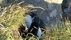 Топорок - самая яркая птица Арктики!!!