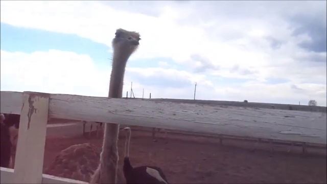Страусиная ферма 