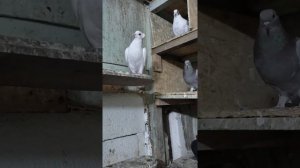 Разбор , почему голубь птица мира