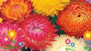 Гелихризум Бессмертник смесь окрасок. Краткий обзор, описание характеристик, где купить семена