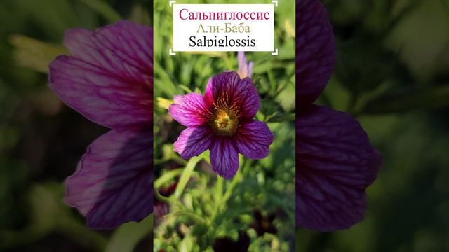 Сальпиглоссис Али Баба. Salpiglossis💐