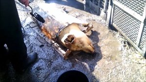 Как опалить свинью//Жизнь в деревне !!!