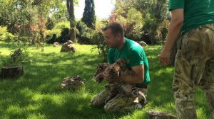 Олег Зубков и тигрята! Тайган