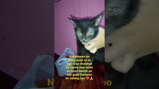 naawa ako SA pusa may MGA muta at sipon sya buntis din po sya kya  inampon k nlng # cut lover