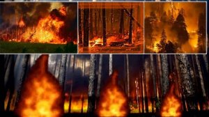 берегите лес!