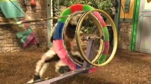 Zoboomafoo-116---Itchy-(Full-Episode)