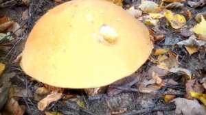 Большой подосиновик