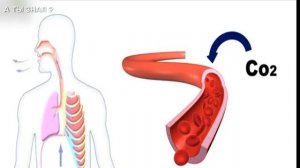ИЗБАВИТЕСЬ от ЖИРА на ЖИВОТЕ без диет , с этим японским методом
