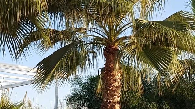 Jadore Deluxe hotel & Spa #отелитурции #отдыхвтурции смотреть онлайн