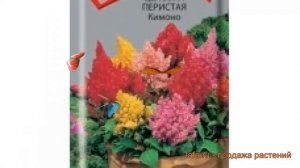 Целозия перистая Кимоно (kimono) ? перистая целозия Кимоно обзор: как сажать, семена целозии Кимоно