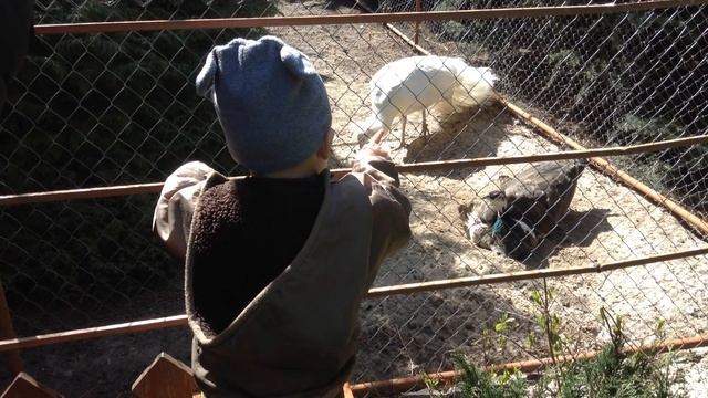 03.04.2016 14:33 Лева в зоосаду смотреть онлайн