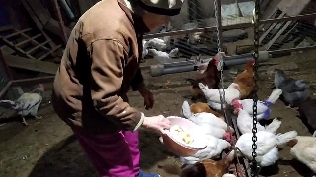 12/02/2023г.Влог.Кормление кур-несушек зимой. смотреть онлайн