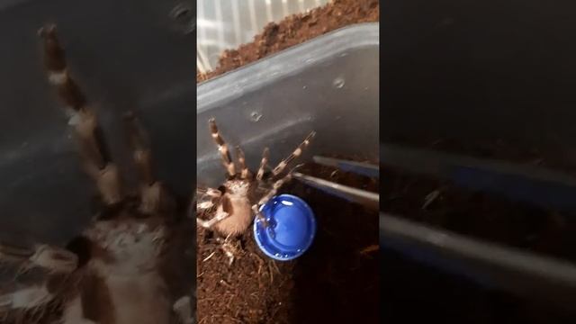 Рождественский подарок от мужа . NANDU CHROMATUS. Нанду хроматис L 7 , 5 месяцев. смотреть онлайн