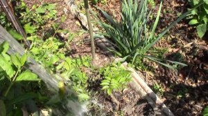 Глициния.  Результат посадки и пересадки   замечательный! Чем удобрить глицинию!?