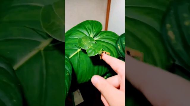 #nature #green worm 🌿🪲🪲#animals_Sonbhadra #trending #shortvideo #viral #animals #art