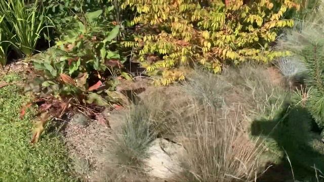 Еду в чудесный сад Натальи Козырецкой) смотреть онлайн