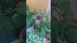 How to grow money plant faster.... five tips to grow your money plant faster in English 🌱🥰😍🌻☘️🌿🌺🥀🌹