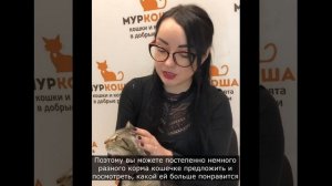 Как приучить кошку к сухому корму?