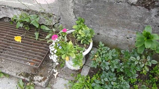 КРАСИВАЯ КЛУМБА В ПЕРВОЕ ЛЕТО, ЦВЕТЫ У КРЫЛЬЦА, создаем цветники