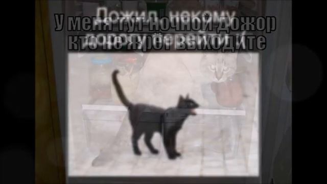 Веселые картинки. Прикольные кошки фото. Коты приколы. смотреть онлайн