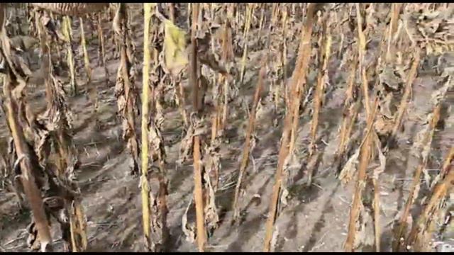 Уборка подсолнечника 2021 смотреть онлайн