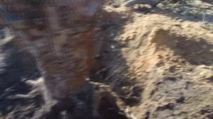 Как убрать дерево на участке
