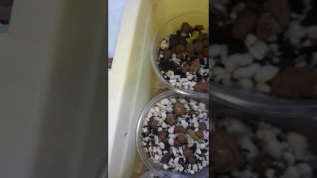 Адениумы,шок смотреть онлайн