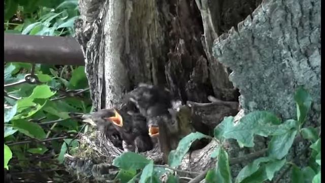 Птенцы черного дрозда смотреть онлайн