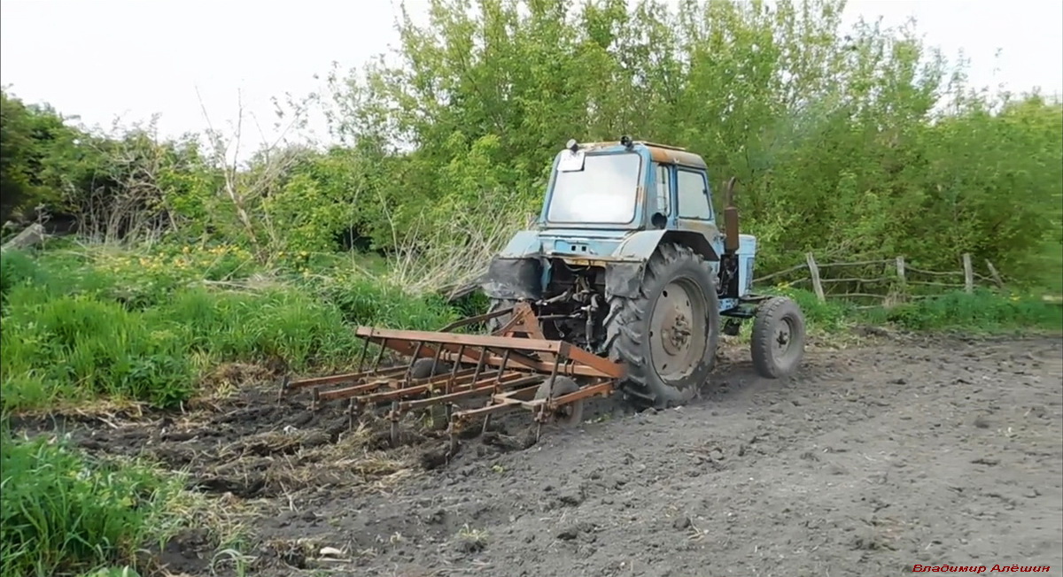 Культивирую огород после ВСПАШКИ! Cultivating a vegetable garden with a tractor MTZ-80