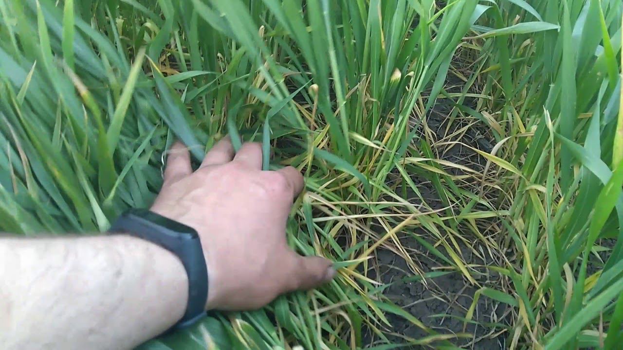 Листовая подкормка озимой пшеницы Таня.