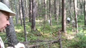 кедровый промысел. сбор шишки 2023