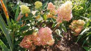 Hydrangea paniculata Redlight.Гортензия Рэдлайт