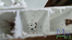 Пластиковые панели ПВХ на кухне и ванной