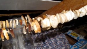 Сушка белых грибов. Как сушить грибы дома.Как сушить грибы на зиму.Сушка грибов в домашних условиях