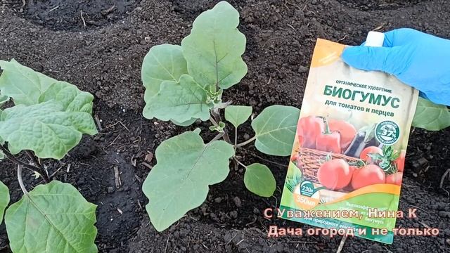 БАКЛАЖАНЫ КОРМЛЮ ЭТИМ!УРОЖАЙ БАКЛАЖАНОВ ПО ВЕДРУ С КУСТА. Органическое удобрение баклажан смотреть онлайн