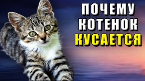 Почему котенок кусается