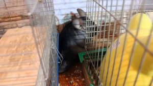 Клетка хомяков: чтобы не проваливались лапы