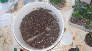 Пересадка сеянцев адениумы!