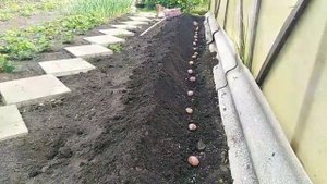#картофельмульчагрядки# КАРТОФЕЛЬ ПОД МУЛЬЧЕЙ НА ГРЯДКЕ