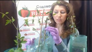 Что делать с купленными саженцами клематиса. 12 Весна. 2 часть