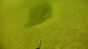 ДЛЯ ПОДДЕРЖАНИЯ ТОНУСА.Подводная охота на сома на реке Днепр.spearfishing