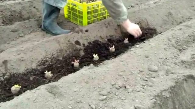 Как сажать картошку мотоблоком