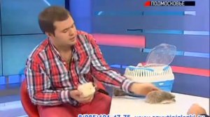 Дрессированные ёжики