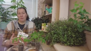 ПИКИРОВКА  РАССАДЫ ТОМАТОВ ПОШАГОВО: ОТ А ДО Я